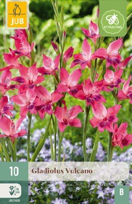 GLADIOLUS nanus 'Vulcano'