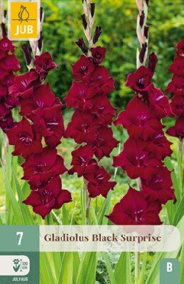 Gladiolus 'Black Surprise'