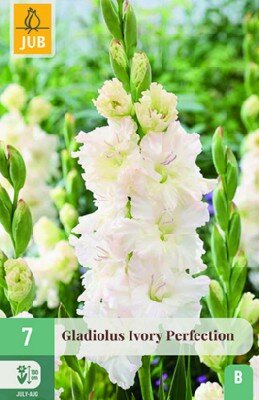 Gladiolus 'Ivory Perfection'