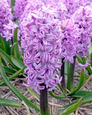 HYACINTHUS 'Purple Voice'