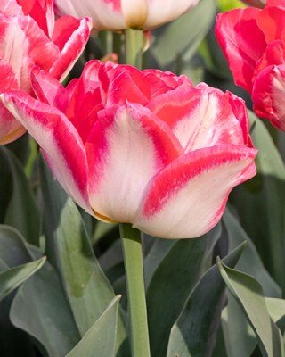 TULIPA 'Pink Delight'