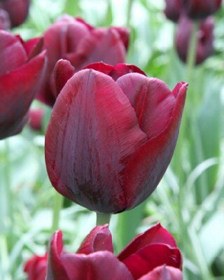 TULIPA 'Ronaldo'