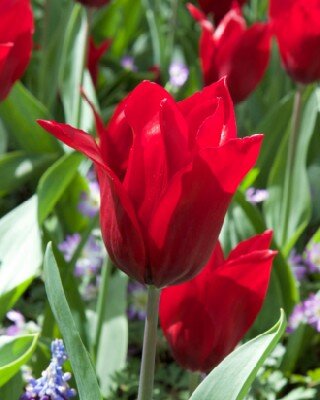 TULIPA 'Pretty Woman'