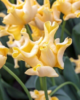 TULIPA 'Yellow Crown'