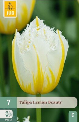 TULIPA 'Lemon Beauty'