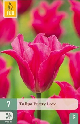TULIPA 'Pretty Love'