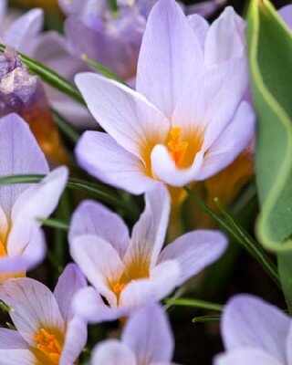 CROCUS 'Rosalind'