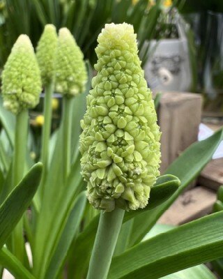 MUSCARI 'Lady Madonna'