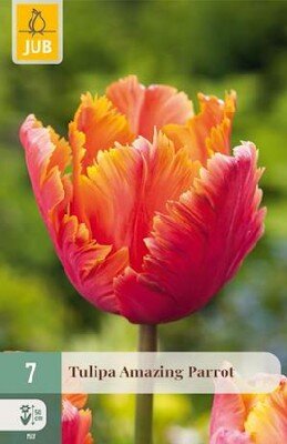 TULIPA 'Amazing Parrot'