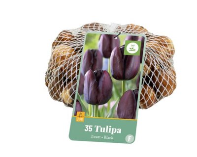 TULIPA black