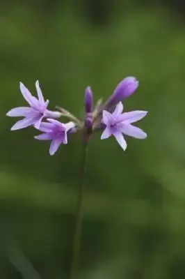 TULBAGHIA violacea