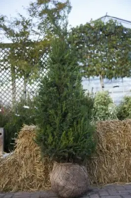 TAXUS baccata - image 1