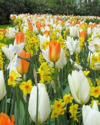 TULIP & NARCISSI BRIGHT SIDE MIX