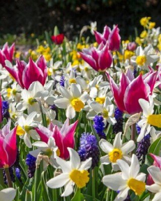 SPRING BULB PALETTE MIX