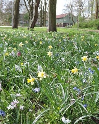 SPRING BULB NATURALMIX
