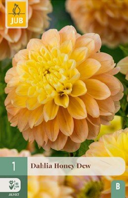 DAHLIA 'Honey Dew'