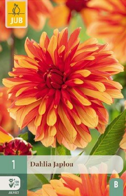 DAHLIA 'Japlou'