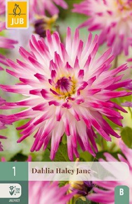 DAHLIA 'Hayley Jane'