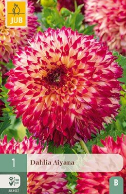 DAHLIA 'Aiyana'