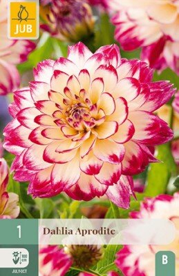 DAHLIA 'Aphrodite'