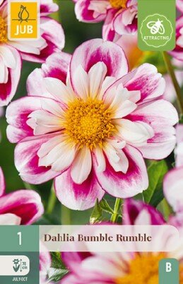 DAHLIA 'Bumble Rumble'