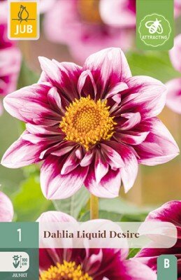 DAHLIA 'Liquid Desire'