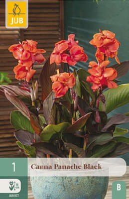 CANNA 'Panache Black'