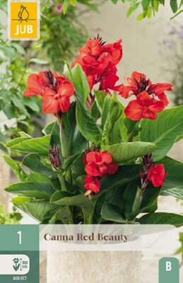 CANNA 'Red Beauty'