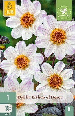 DAHLIA 'Bishop of Dover'