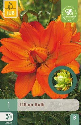 LILIUM 'Hulk'