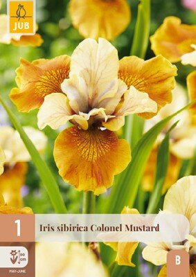 IRIS sibirica 'Colonel Mustard'