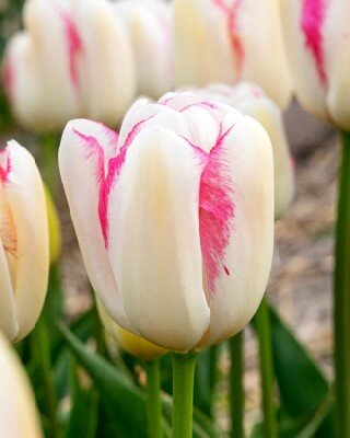 TULIPA 'Graceland'