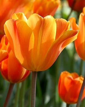 TULIPA 'Jimmy'
