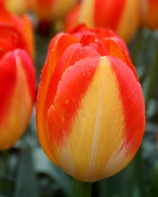TULIPA 'Prinz Armin'