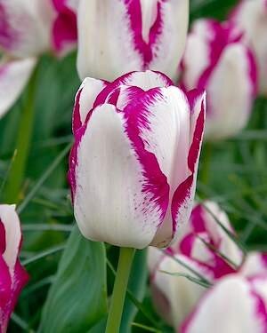 TULIPA 'Shiun'