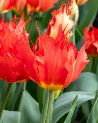 TULIPA 'Robbedoes'