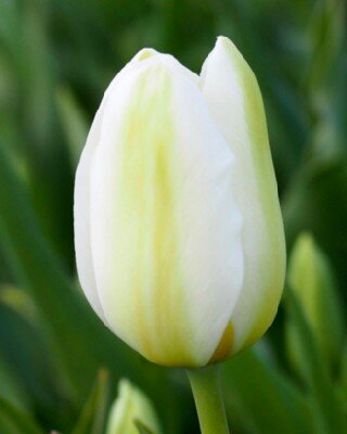TULIPA 'Catherina'