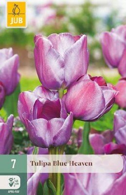 TULIPA 'Blue Heaven'