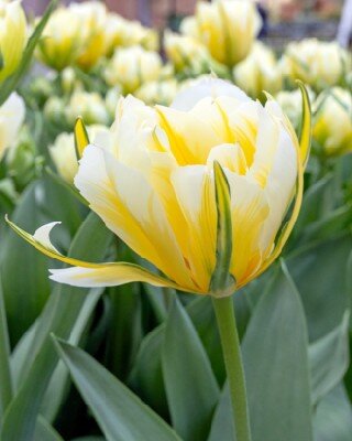 TULIPA 'Sweet Valley'