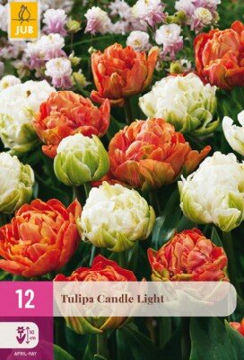 TULIPA 'Candle Light'