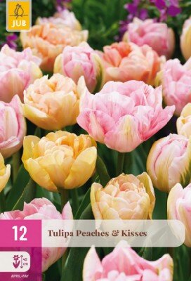 TULIPA 'Peaches & Kisses'