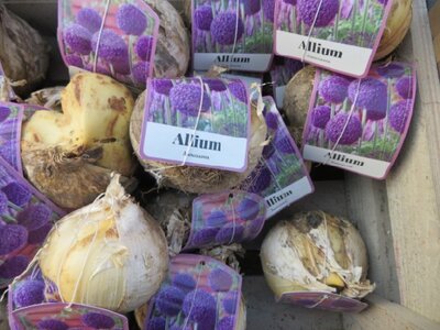 ALLIUM Buzzing Beauties - image 2
