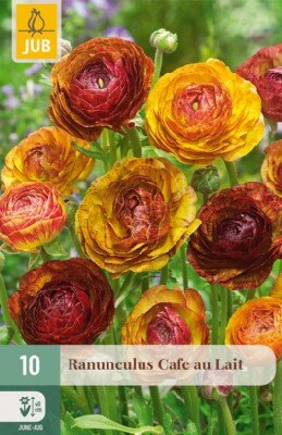 RANUNCULUS 'Cafe au Lait'