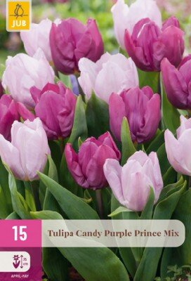 TULIPA 'Prince Mix'