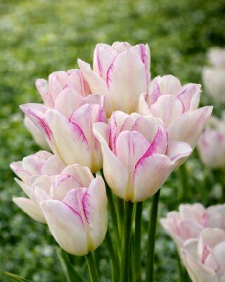 TULIPA 'Emilie'