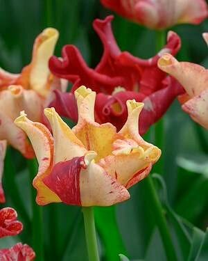 TULIPA 'Striped Crown'