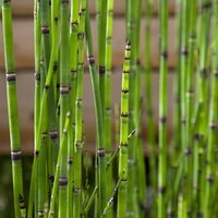 Aquatic Plants