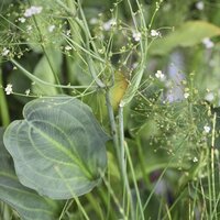 Aquatic Plants