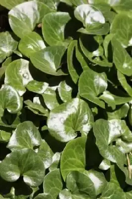 ASARUM europaeum