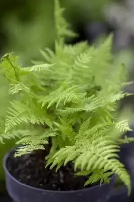 ATHYRIUM filix-femina
